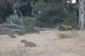 Hyena waiting for lion scraps